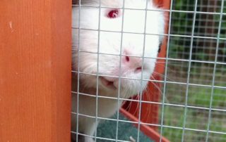 A white guinea pig peers out of a tiny wooden house, tilting its head cutely.